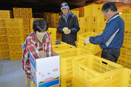千の果樹園 土佐文旦 10kg 贈答用 文旦