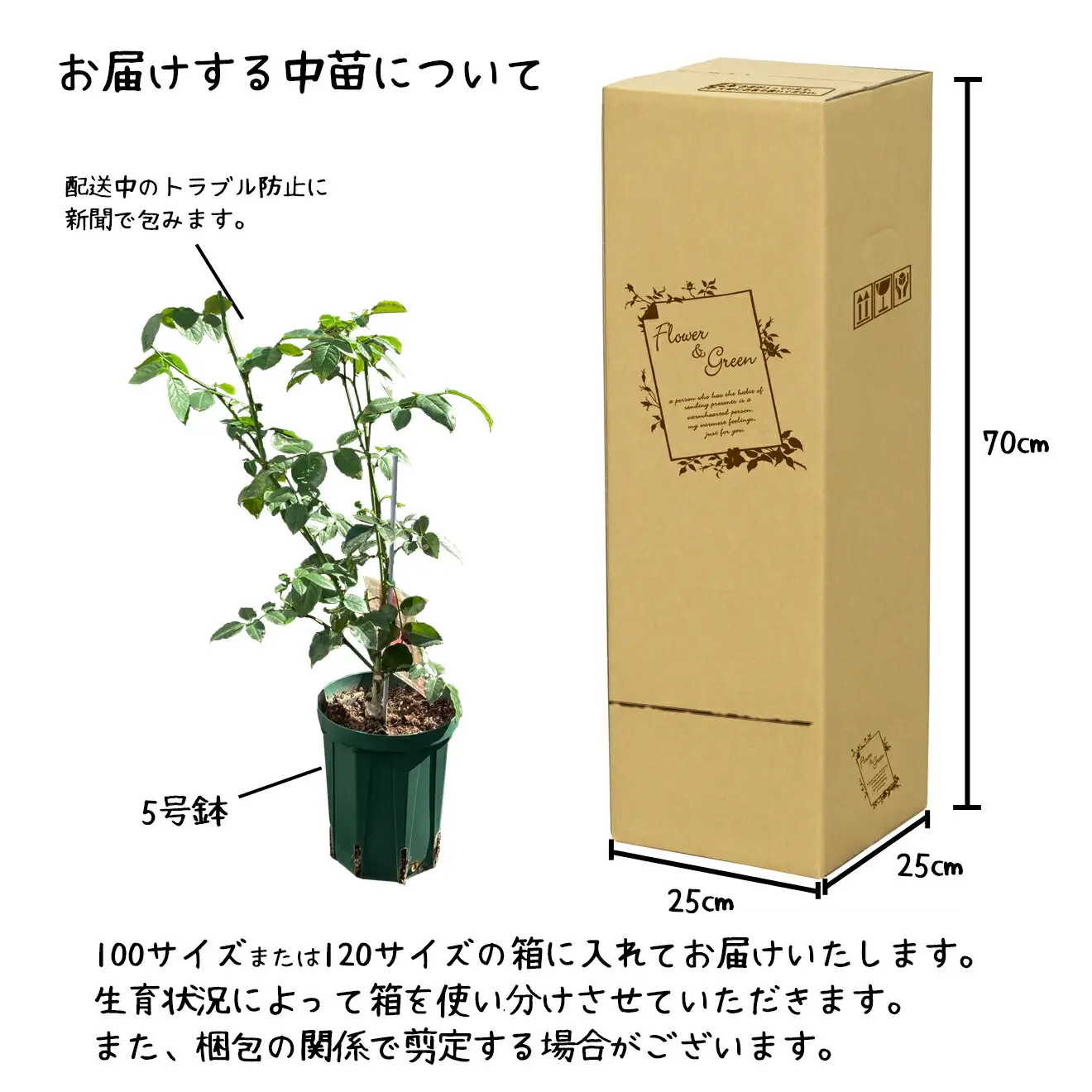 ＜園長セレクト♪＞花巻温泉バラ園で育った「バラ中苗」5号サイズ -園長におまかせ-【1856】-<2026年3月より発送>