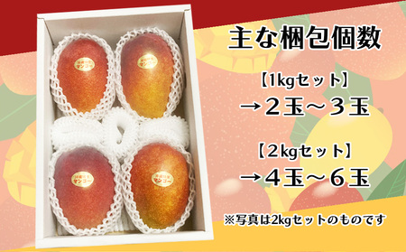 要マンゴー農園の完熟アップルマンゴー　１kg　２玉～３玉【2027年発送】