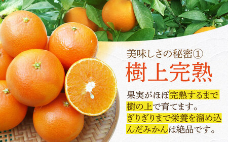 【2027年2月先行予約】天草 約3kg[ECL002] みかん