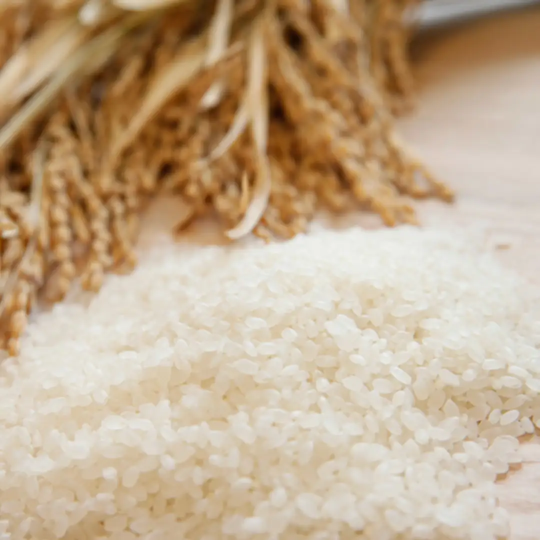 【令和7年産】新潟県産「新之助」5kg 関口商店 米 こめ コメ 精米 白米 【大人気のため予告なしに受付休止・再開します】 1N01013