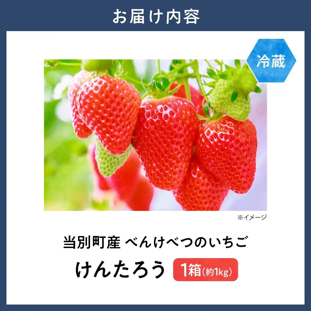 【2027年度産先行受付】当別町産べんけべつのいちご（けんたろう）4パック｜イチゴ いちご べんけべつのいちご 道産子イチゴ
