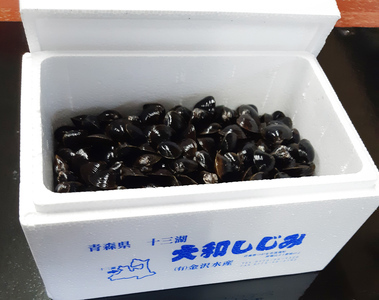 [令和8年11月中旬発送] 青森県十三湖産【冷蔵】活ヤマトシジミ 中 1.5kg [0565]
