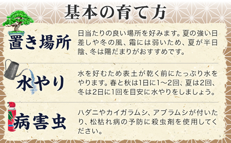 盆栽 千寿丸 1鉢 古城愛朋園 《90日以内に出荷予定(土日祝除く)》 岡山県 浅口市 送料無料 盆栽 ぼんさい 松