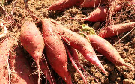 訳あり 熟成 紅はるか 7kg 2S～3Lサイズ  低温熟成  甘い おやつ おかず 国産 愛媛県 愛南町青果市場 発送:2024年12月下旬～(なくなり次第終了) 