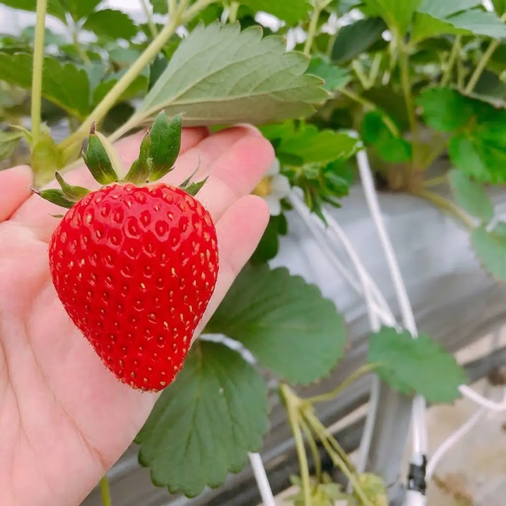 いちご 新鮮 採れたて 果物 いちご【4パック】