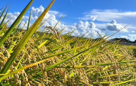 【令和8年産】限定30個「300年のお米」茨城県産コシヒカリ10kg 玄米 ※2026年10月～発送 | 栄養 お米 こしひかり こめ ご飯 おむすび おにぎり 茨城 常総