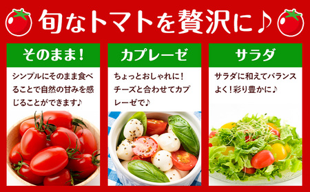 【3ヶ月定期便】ミニトマト1.5kg2箱ミニトマト矢畑