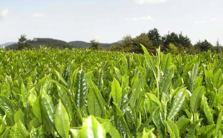 【八女茶】奥八女星野村 深蒸し高級煎茶 (深蒸し茶) 100g×1袋