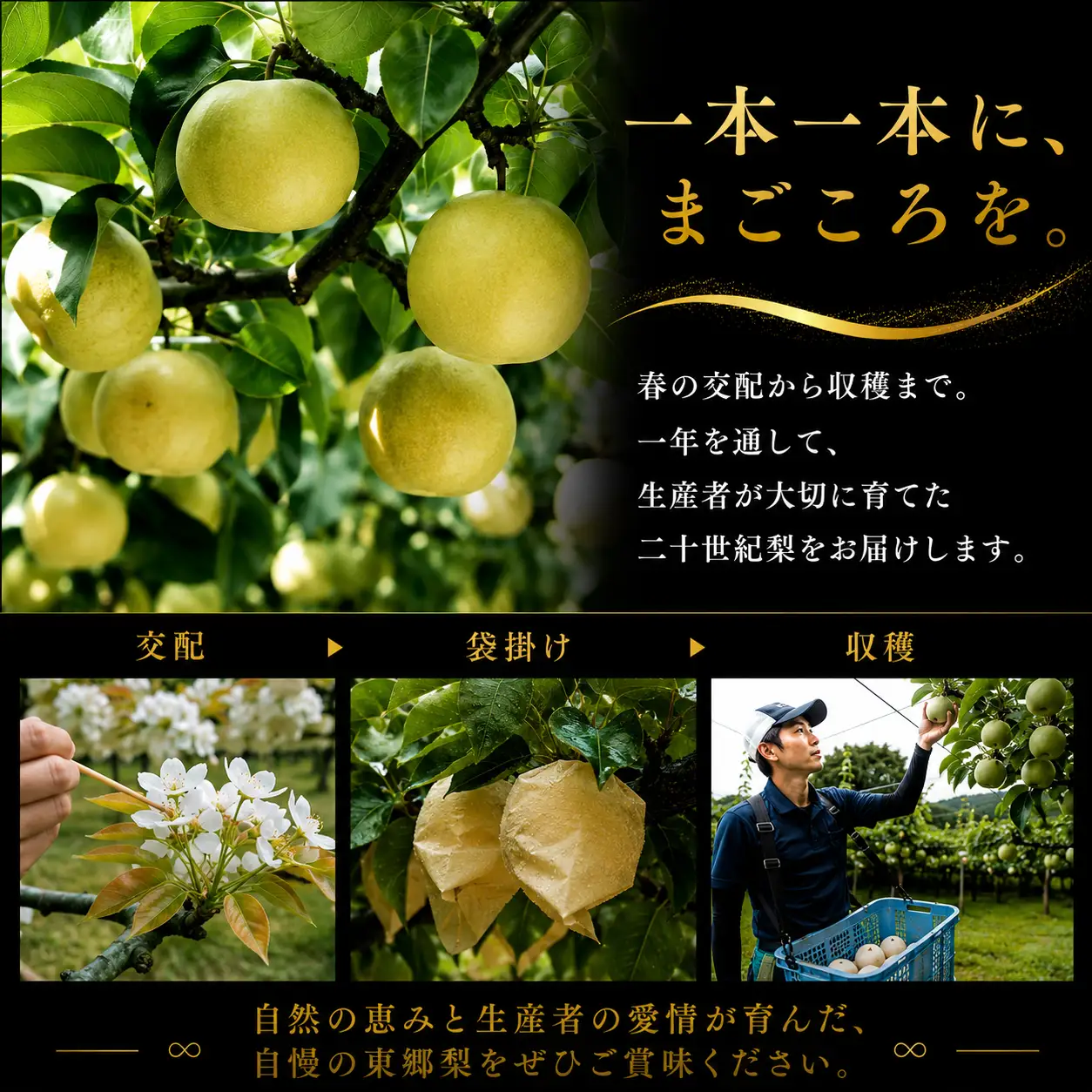 【期間限定】梨 なし 二十世紀 2kg 鳥取県 湯梨浜町 果物 フルーツ 特産品 8月中旬～9月上旬頃順次発送 先行予約 JA 東郷梨選果場 新鮮 人気 おすすめ 送料無料 選べる 内容量  くだもの フルーツ さっぱり さわやか ジューシー 定番 贈答 進物 6M