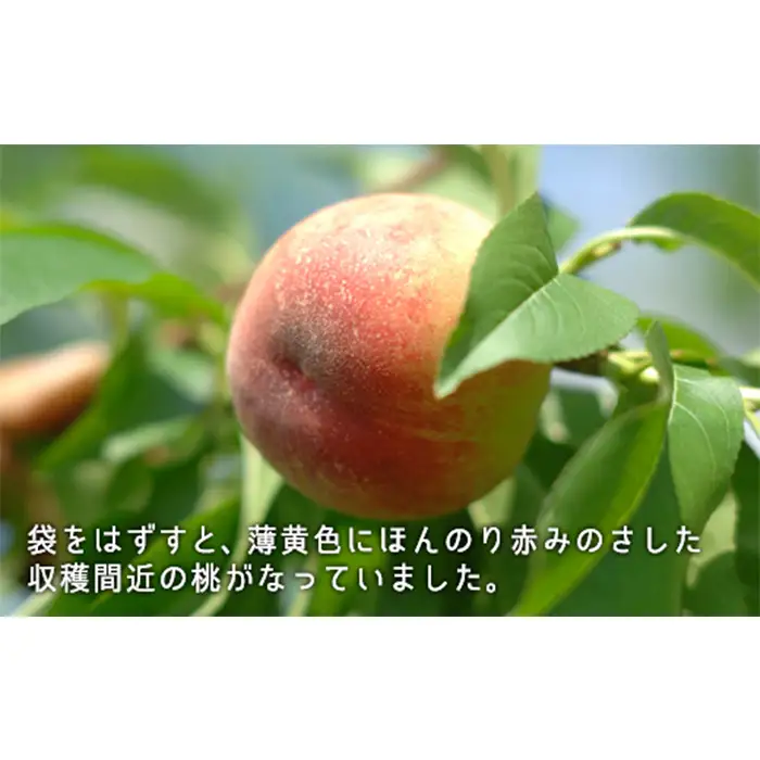 岡山県産「白桃（早生種）」約1.3kg（5～6玉）【27年7月上旬以降に順次発送】