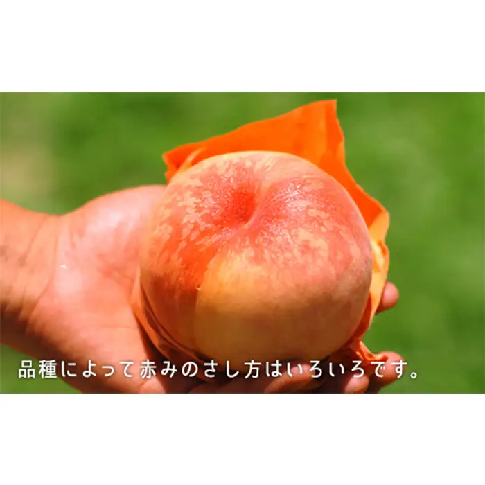 岡山県産「白桃（晩生種）」約1.3kg（5～6玉）【26年8月上旬以降の出荷分】
