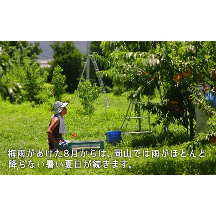 岡山県産「白桃（晩生種）」約2.2kg（大玉6～7玉）【26年8月上旬以降の出荷分】