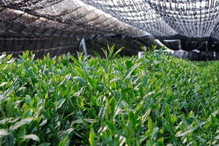 日本茶鑑定士監修の宇治抹茶（40g入り）と白ティーカップ〈お茶 茶 煎茶 緑茶 粉末 宇治抹茶 抹茶 ティーカップ 石臼挽き 飲料 加工食品 ハンドメイド 日本茶鑑定士〉
