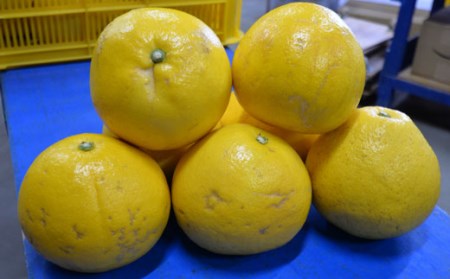 土佐文旦 5kg 家庭用 文旦