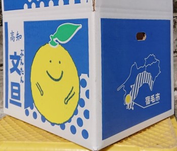 土佐文旦 10kg 家庭用 文旦
