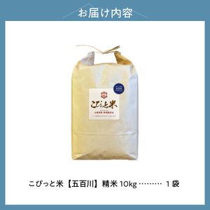 【令和8年度新米】こぴっと米【五百川】10kg 1等特別栽培米100％ [h020]
