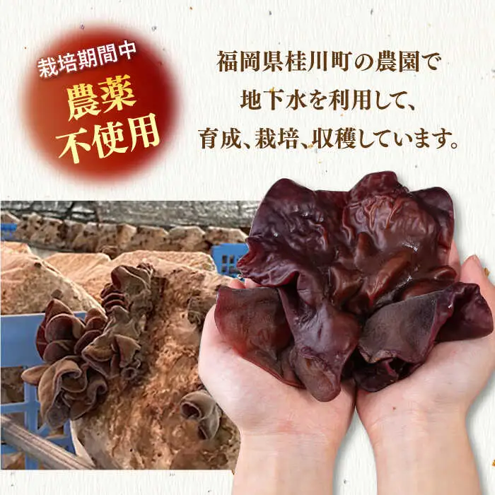 【お中元対象】福岡県産生きくらげ 1kg ADBA001 きくらげ
