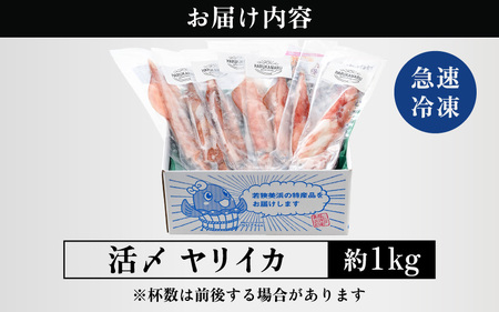 【先行予約】イカ お刺身で食べる 天然 ヤリイカ 約1kg【2027年2月中旬以降順次発送予定】 活きたイカをご提供している漁師が活〆！急速冷凍 鮮度格別！若狭湾 福井 刺身 [m36-b009]