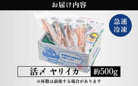 【先行予約】イカ お刺身で食べる 天然 ヤリイカ 約500g【2027年2月中旬以降順次発送予定】 活きたイカをご提供している漁師が活〆！急速冷凍 鮮度格別！若狭湾 福井 個別包装 刺身 [m36-a013]