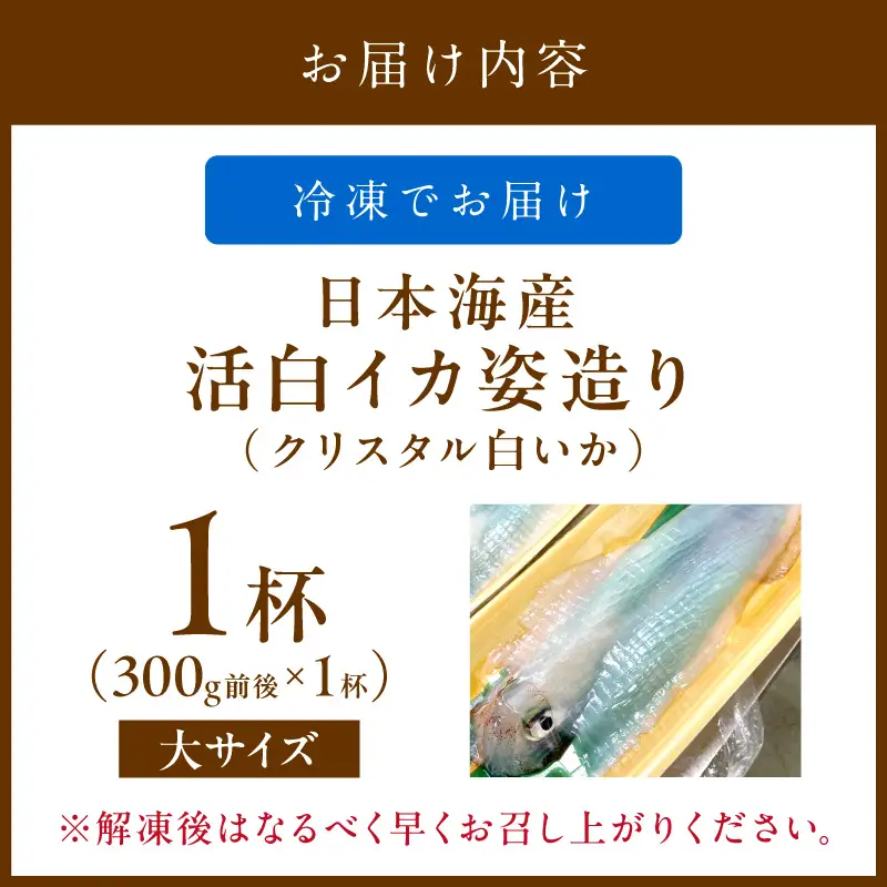 日本海産『海の京都』の逸品！！　活白イカ姿造り（クリスタル白いか）大サイズ 1杯（300g前後）（2027年6月上旬～発送） ふるさと納税 海鮮 鮮度抜群 新鮮 海鮮 いか イカ 簡単調理 生産者応援 送料無料 生食 魚介類 活イカ 日本海産 刺身 BBQ 美味 逸品