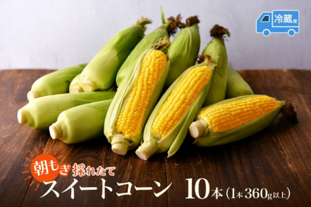 【ふるなびWEEK対象】とうもろこし 10本 スイートコーン トウモロコシ コーン 甘い 採れたて 朝採り 野菜 旬の野菜 農作物 お取り寄せ 北海道産 産地直送 北海道 美深町 