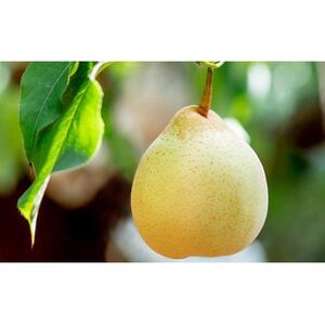 梨 2026年  備前横綱梨（あたご梨） 超大玉1玉 1kg～1.5kg・備前乙女梨（鴨梨） 2～3玉 詰合せ 合計2.0kg以上 箱赤秀【岡山県産 フルーツ ギフト 石原果樹園】