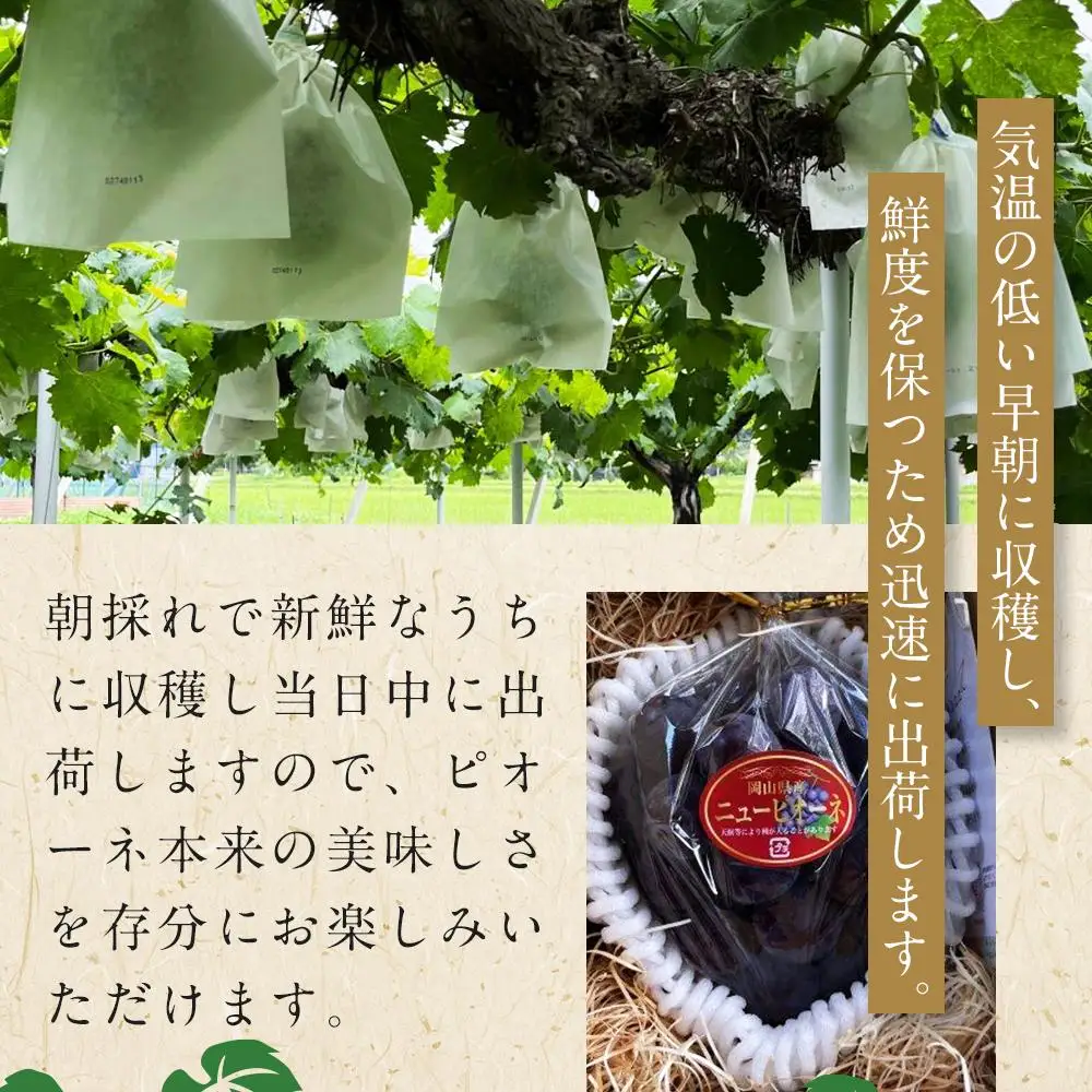 ぶどう 2026年  岡山県産 大粒 ニューピオーネ 1房（600g以上）農園直送 朝採れ