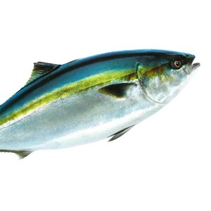 活け〆オリーブぶり１本（半身カット）【12月頃から出荷開始！】【D-512】