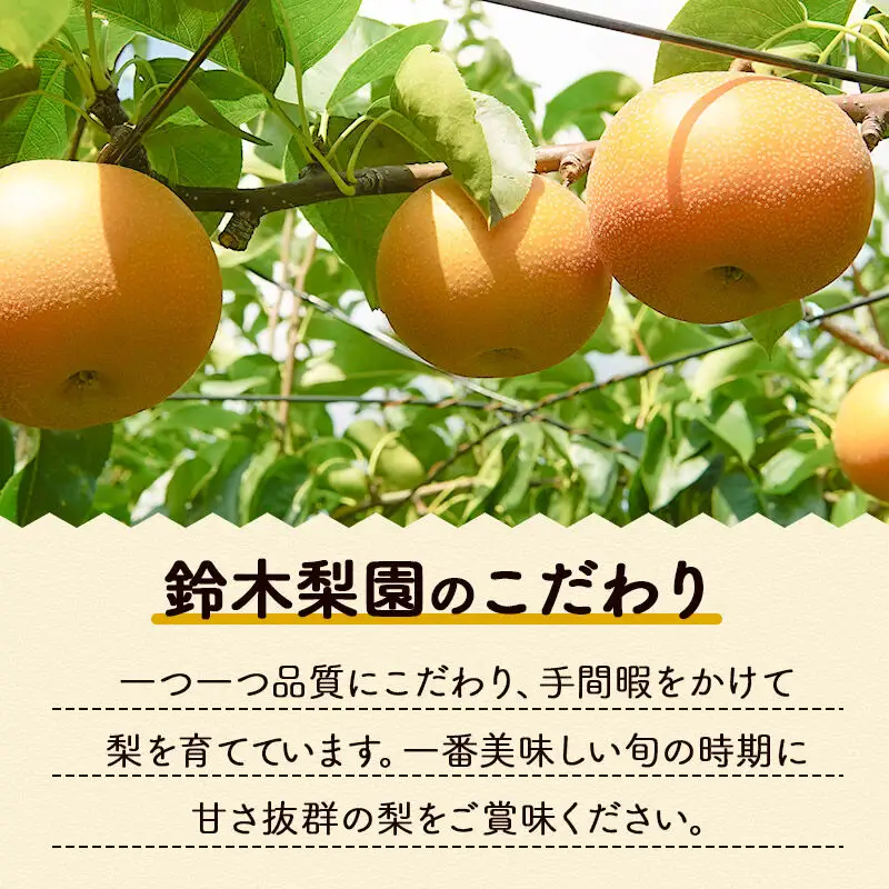 あきづき5kg（10玉前後）利府梨