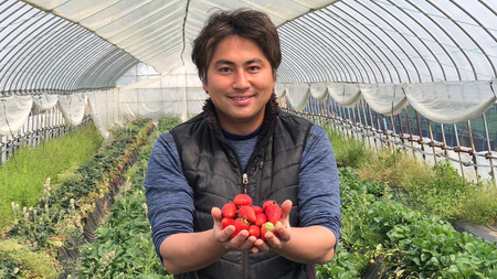 訳あり 冷凍 いちご 約2.5kg いちご 紅ほっぺ ひたち姫 とちおとめ