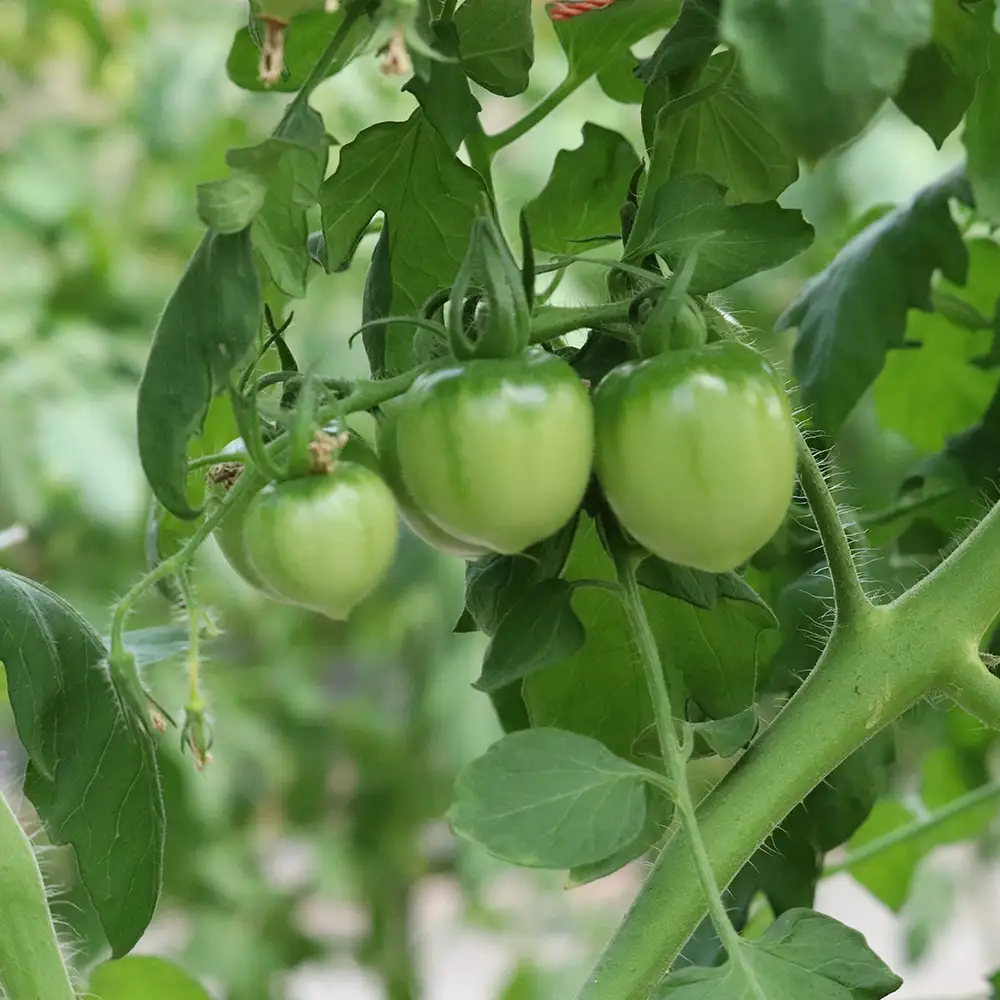 【2026年発送】てぃーだの恵みと田里さんの愛情たっぷり！ミニトマト 赤2kg