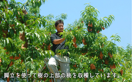 桃 2026年 先行予約 白桃 早生種 約1.3kg  5～6玉 もも モモ 岡山県産 国産 フルーツ 果物 ギフト