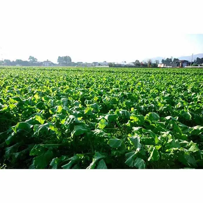 【11月16日～翌年1月9日出荷期間限定】かぶら寿しブリ入（福丸）500ｇ＜南砺伝承の冬の熟成風味＞《南砺の逸品》