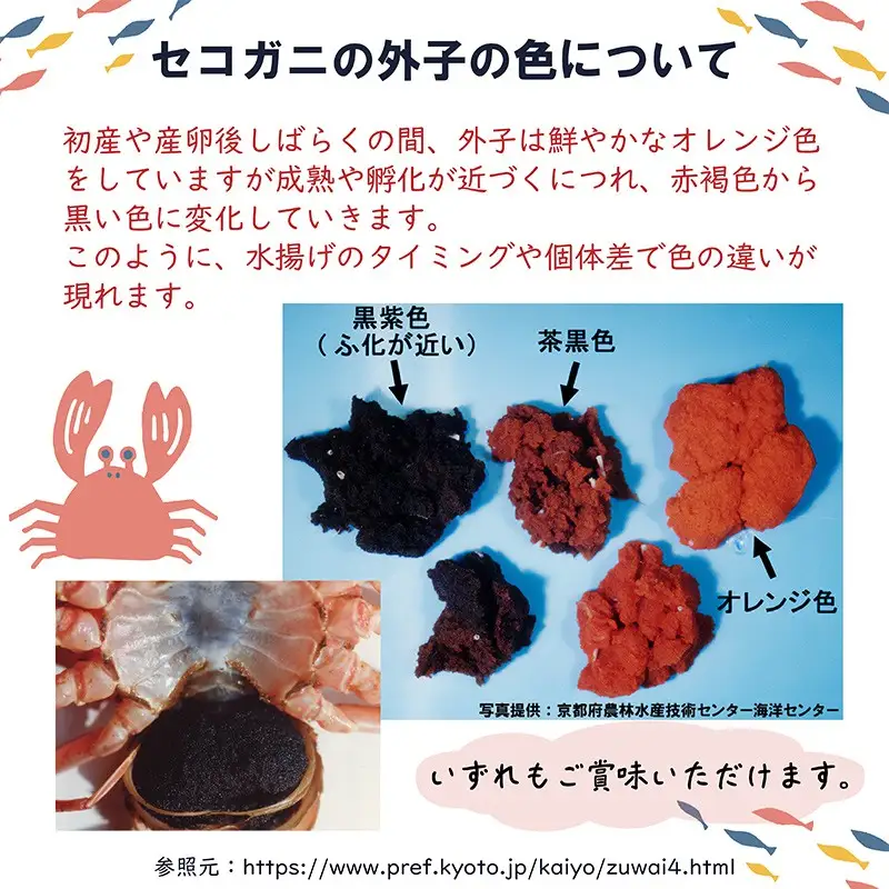 セイコガニ甲羅盛Sサイズ　5個セット カニ 蟹 カニ