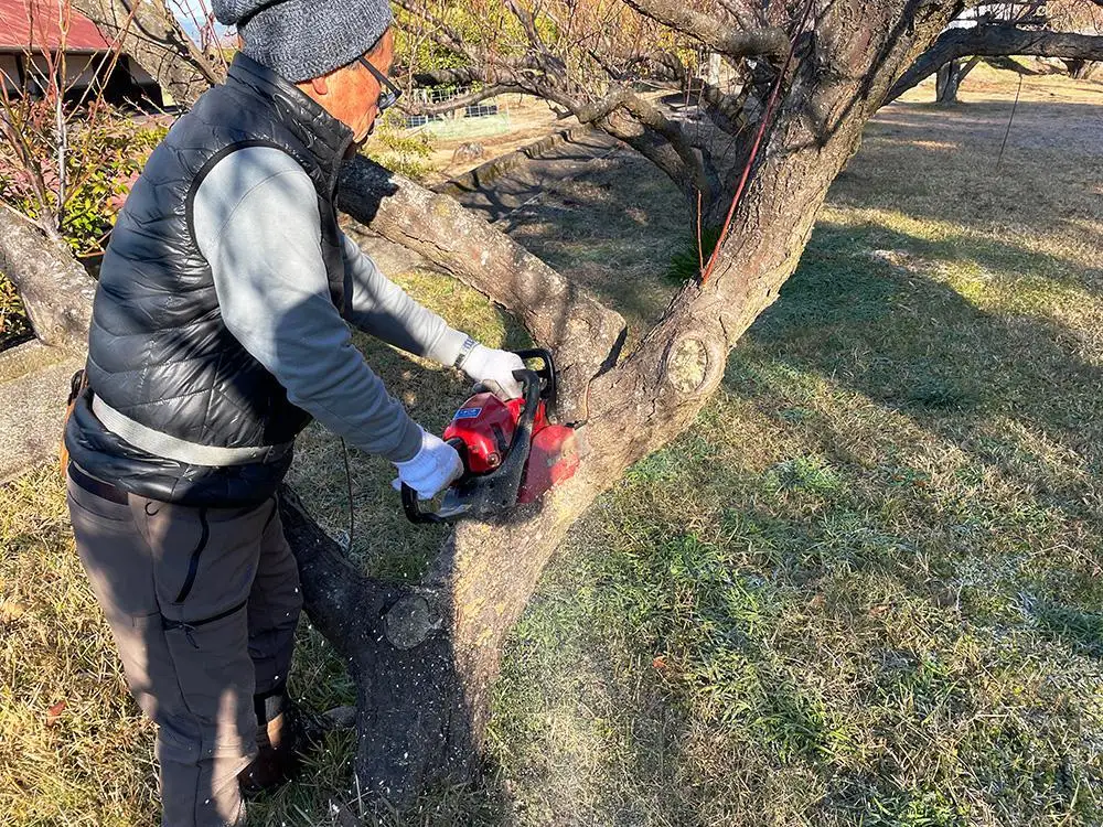 箱根の伝統技法を使って生まれた梅の木の湯呑み［工芸品工芸品］