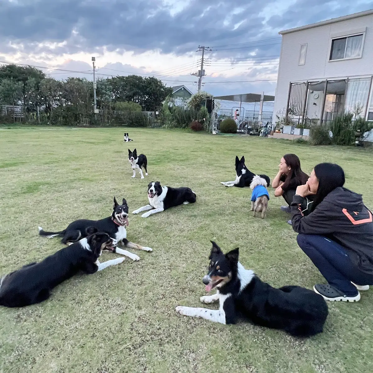 ドックスポーツ プライベートレッスン券（１回/１時間） ふるさと納税 ドッグスポーツ 利用券 チケット 犬 イヌ 千葉県 白子町 送料無料 SHAI001