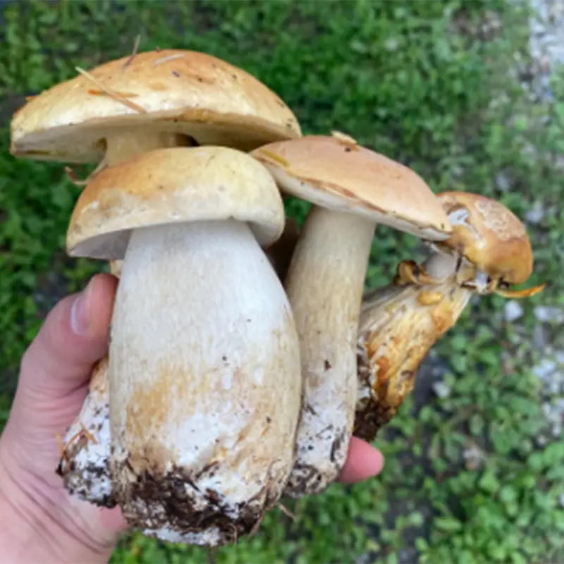 体験 北海道 季節のキノコ狩り 体験チケット 1枚 (1名様分) ioru