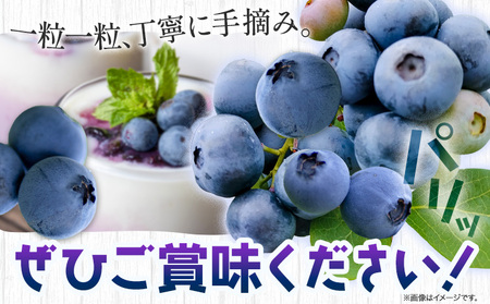 ブルーベリー 大粒 1kg ベリーの宝石箱