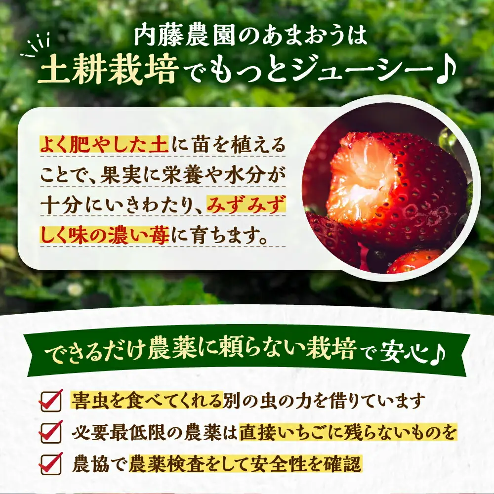 【先行予約】【2月-4月発送】農家直送 あまおう 厳選デラックスG 270g以上×4P[VAB001] いちご あまおう 果物
