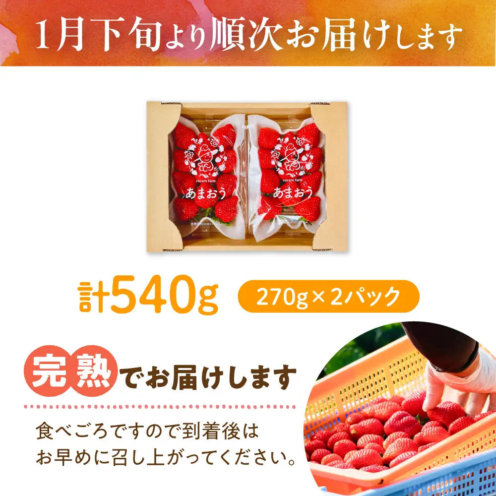 【先行予約】ココロファームの濃厚あまおう 270g×2P VAE007 いちご あまおう