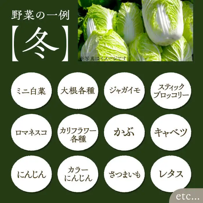 旬の新鮮野菜セット VBE002 野菜 詰め合わせ