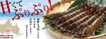 D275 水産庁長官賞受賞！生食用！活き〆超急速冷凍車えび