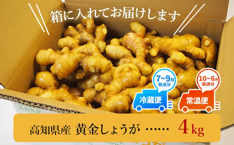【生姜一筋70年】生姜老舗問屋 黄金しょうが4kg 高知県 香南市 坂田信夫商店 Xnb-0008