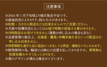 いちご紅ほっぺ いちご イチゴ 苺[XBA001]
