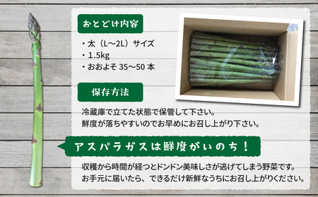 【先行受付2026年発送】農家直送！新鮮！夏獲れ太（L～2L）アスパラ約1.5kg（およそ35～50本）｜のららぼ農園　※2026年7月上旬～9月中旬発送予定