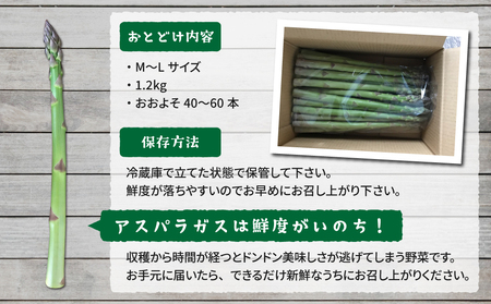 【先行受付2026年発送】農家直送！新鮮！夏獲れ細（M～L）アスパラ約1.2kg（およそ40～60本）｜のららぼ農園 ※2026年7月上旬～9月中旬発送予定