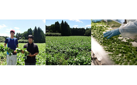 《大容量10kg》宮崎県産えだまめ [業務用 茶豆風 枝豆 冷凍野菜 ストック食材] TF0576-P00019 [TF576]