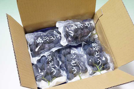 【数量限定・先行予約】 巨峰 約1.5kg（種あり） 《8月20日～9月30日発送予定》 ぶどう ブドウ 葡萄 果物 くだもの フルーツ（石岡市 小美玉市 共通返礼品）67-E