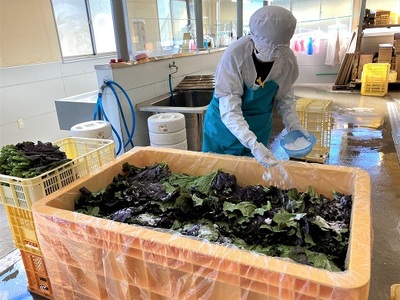 熊野特産　たかな漬け 古漬け100ｇ×5袋 【化粧箱入り】【astk0003】